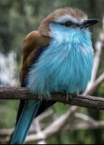 Piep Superweiche – Bild 2